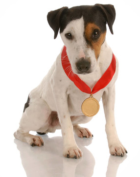 杰克羅素梗犬坐穿獎(jiǎng)獎(jiǎng)?wù)? style=
