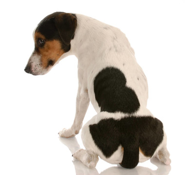 皮毛光滑的三色jack russel terrier背對觀眾和內(nèi)疚的表情