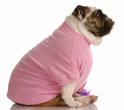 英國斗牛犬穿粉紅衣服的女孩的衣服從側(cè)面看