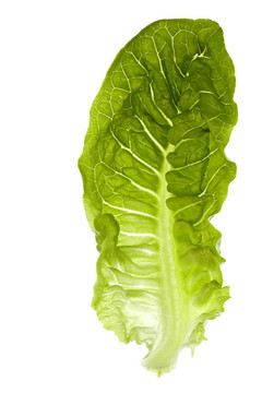 生菜隔離