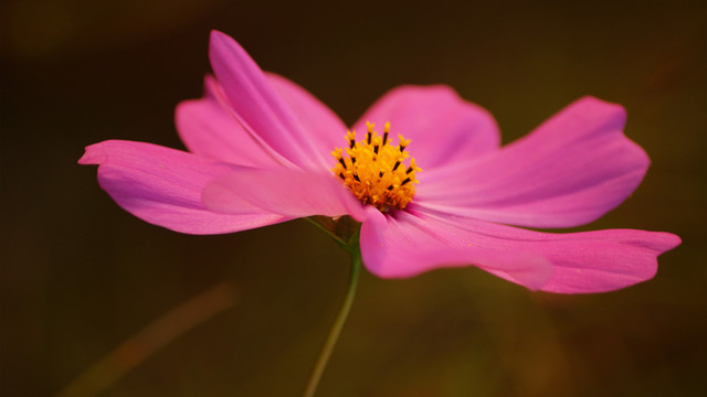波斯菊