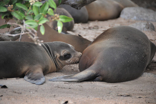 護理galapagoas海獅；