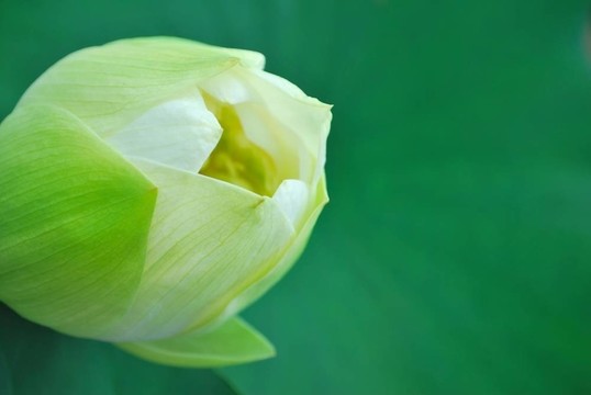 蓮花蓓蕾
