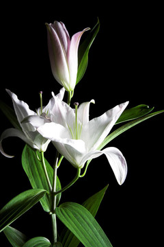 白百合