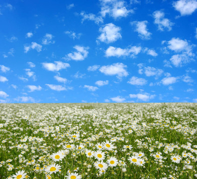 camomiles