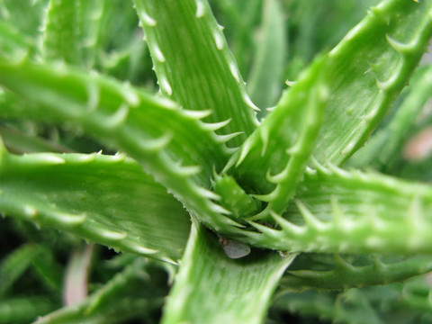 蘆薈的肉質(zhì)植物