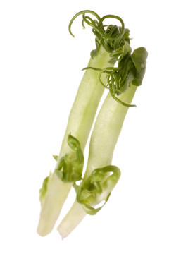 豆芽分離