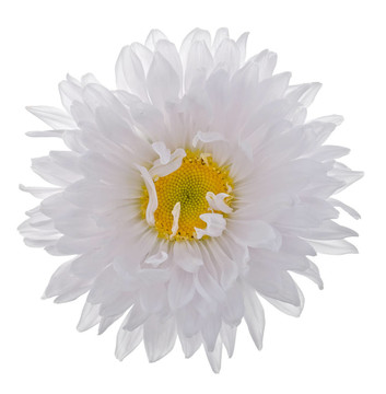 中國紫菀