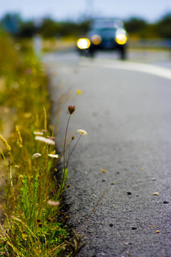 開放的道路