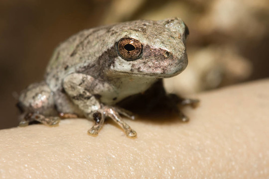 應(yīng)付Gray Tree frog