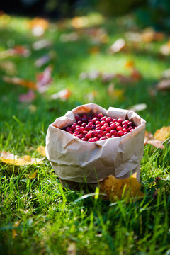 一群小紅莓