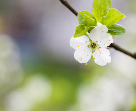 李樹開花