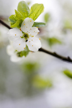 李樹開花