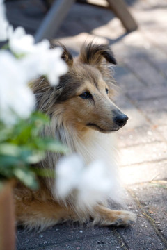 喜樂蒂牧羊犬