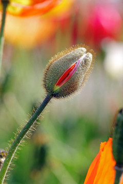 郁金香花蕾