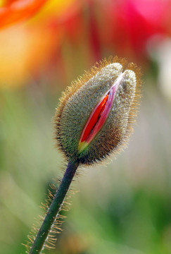 郁金香花蕾