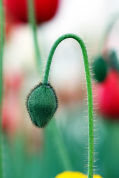 郁金香花蕾