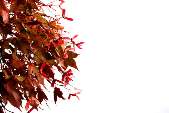 紅色的葉子
