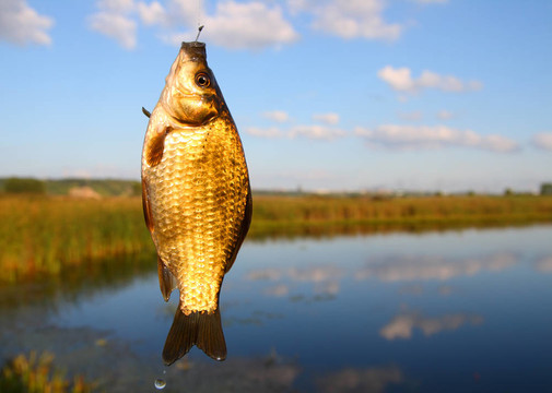 在湖背景上捕鯽魚