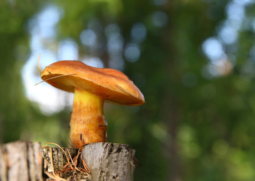 森林里的蘑菇