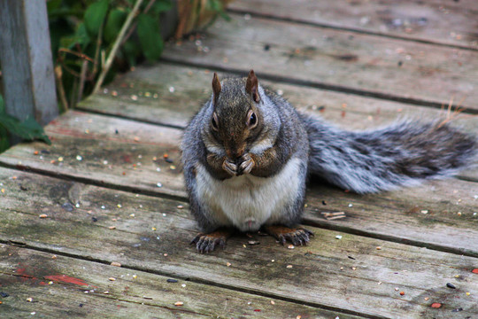 Gray Squirrel在門(mén)廊