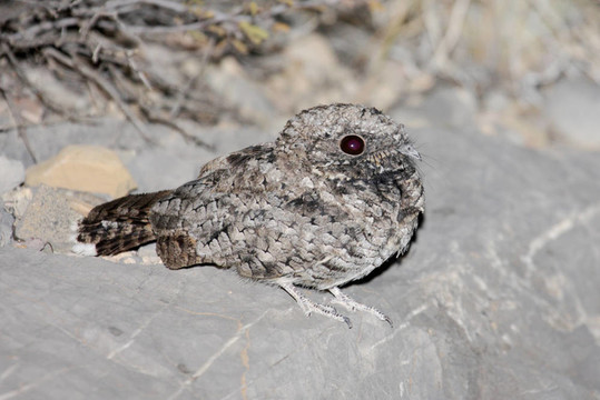 常見的Poorwill Phalaenoptilus nuttallii