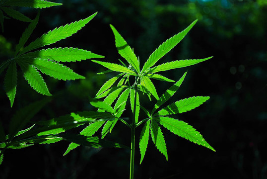 大麻上的太陽