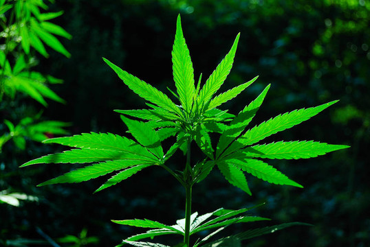 大麻上的太陽(yáng)