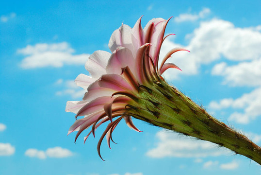 仙人掌花