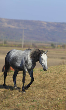 馬