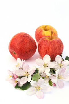 蘋(píng)果和蘋(píng)果樹(shù)開(kāi)花