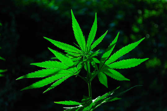 大麻上的太陽(yáng)