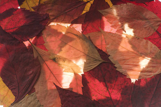 紅色野生葡萄秋季葉為背景