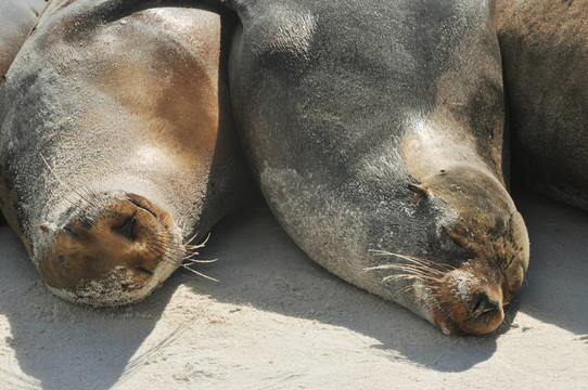 海獅在海灘上；Galapagos