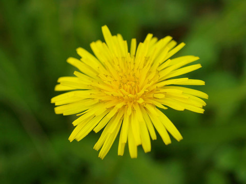 dandelium
