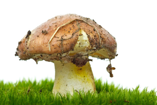黃色的牛肝菌生長在苔蘚