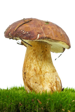 牛肝菌生長在苔蘚