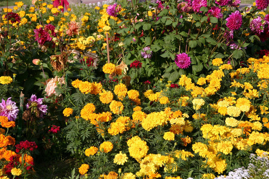 花