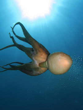 章魚(yú)