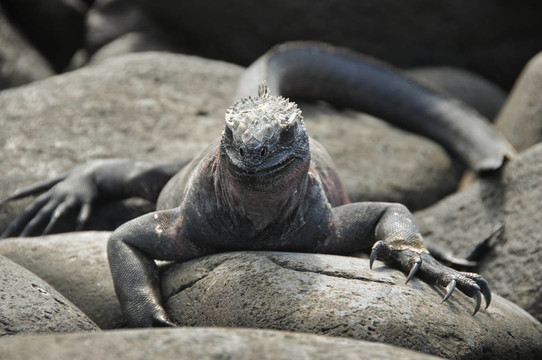 Galapagos蜥蜴在巖石上