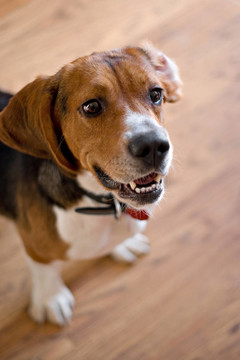 純種Beagle Dog