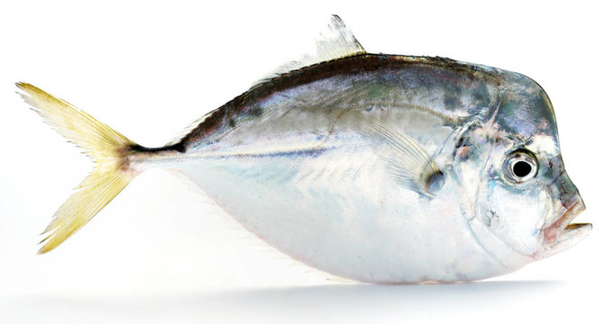 新鮮的魚