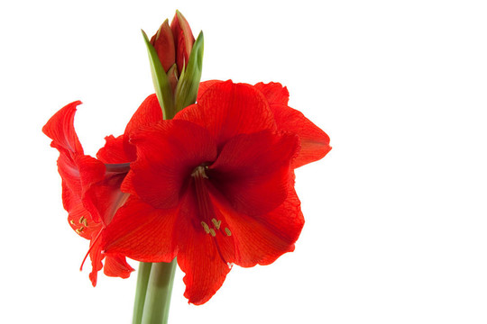 朱頂紅