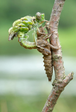 蜻蜓出生（系列5張照片）