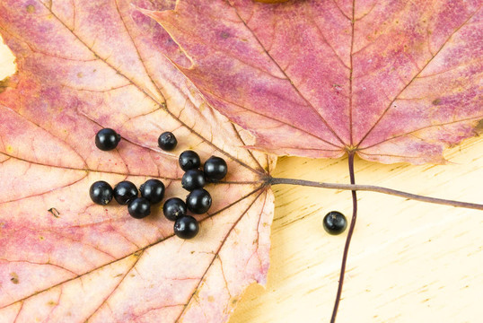 山茱萸Cornus山楂