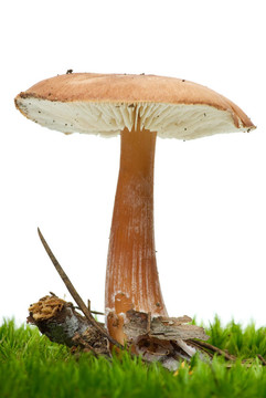 羊肚菌生長(zhǎng)在苔蘚