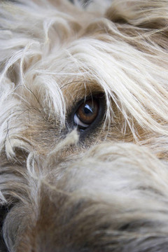 一種羅馬尼亞牧羊犬的眼睛