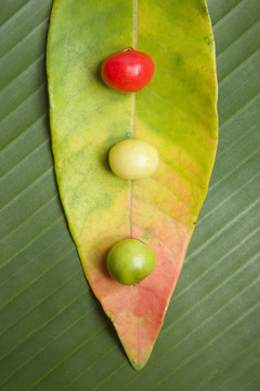 葉與Berry Still Life