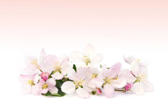 蘋果花