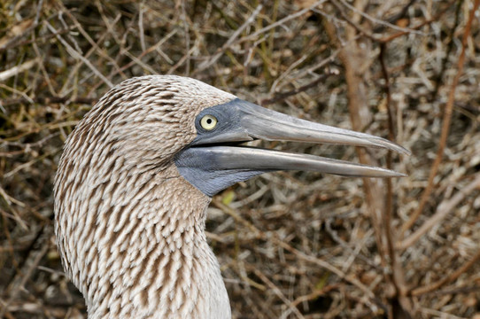 藍腳鰹鳥頭